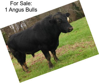 For Sale: 1 Angus Bulls