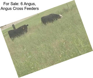 For Sale: 6 Angus, Angus Cross Feeders