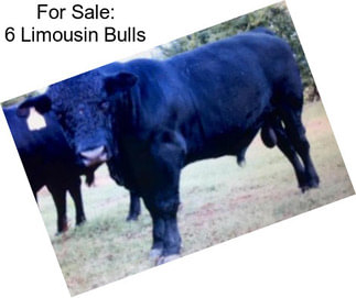 For Sale: 6 Limousin Bulls