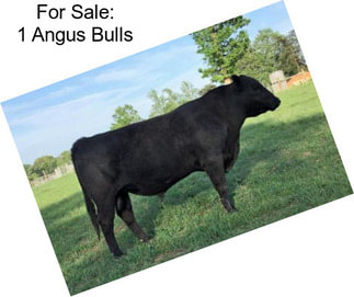 For Sale: 1 Angus Bulls