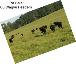 For Sale: 60 Wagyu Feeders