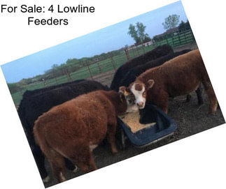 For Sale: 4 Lowline Feeders