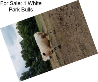 For Sale: 1 White Park Bulls