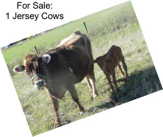 For Sale: 1 Jersey Cows