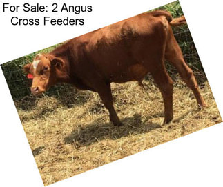 For Sale: 2 Angus Cross Feeders