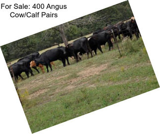 For Sale: 400 Angus Cow/Calf Pairs