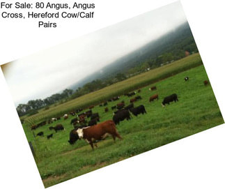 For Sale: 80 Angus, Angus Cross, Hereford Cow/Calf Pairs