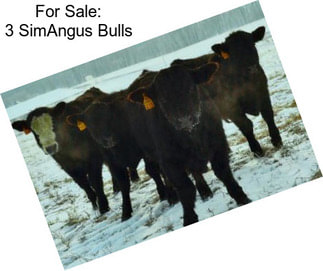 For Sale: 3 SimAngus Bulls