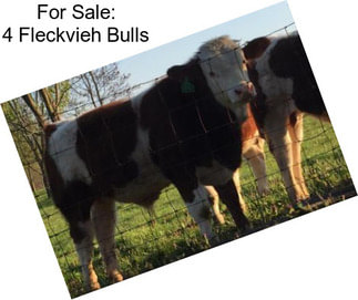 For Sale: 4 Fleckvieh Bulls