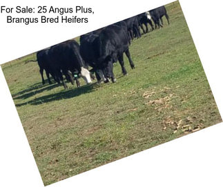 For Sale: 25 Angus Plus, Brangus Bred Heifers