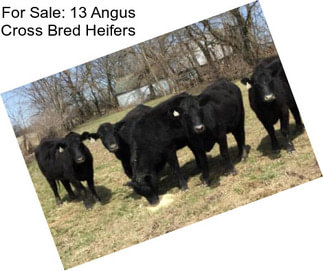 For Sale: 13 Angus Cross Bred Heifers