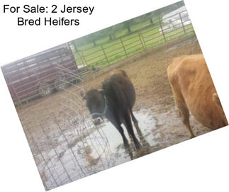 For Sale: 2 Jersey Bred Heifers