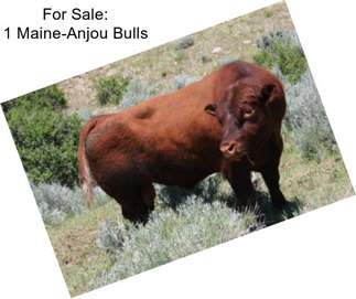 For Sale: 1 Maine-Anjou Bulls