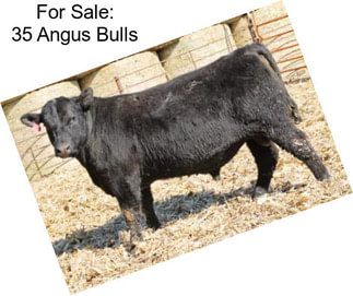 For Sale: 35 Angus Bulls