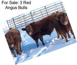 For Sale: 3 Red Angus Bulls