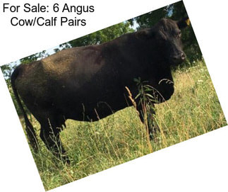 For Sale: 6 Angus Cow/Calf Pairs