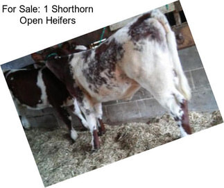 For Sale: 1 Shorthorn Open Heifers