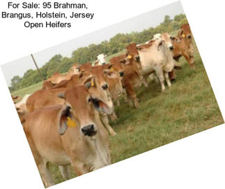 For Sale: 95 Brahman, Brangus, Holstein, Jersey Open Heifers