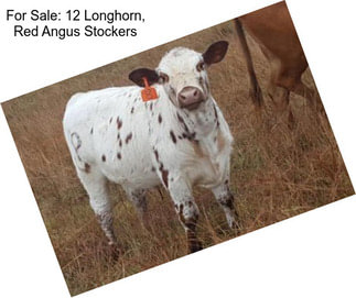 For Sale: 12 Longhorn, Red Angus Stockers