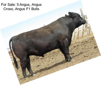 For Sale: 5 Angus, Angus Cross, Angus F1 Bulls