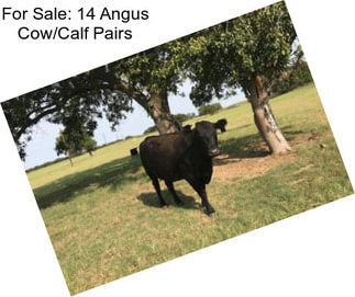 For Sale: 14 Angus Cow/Calf Pairs