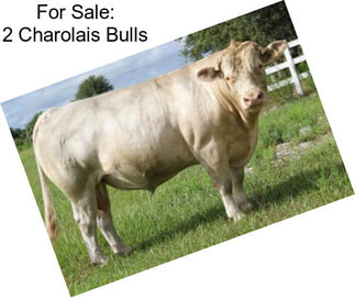 For Sale: 2 Charolais Bulls