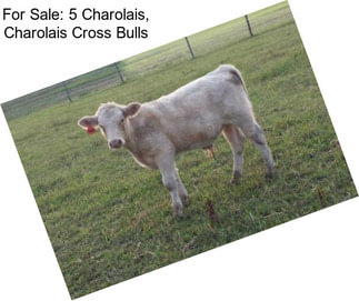 For Sale: 5 Charolais, Charolais Cross Bulls