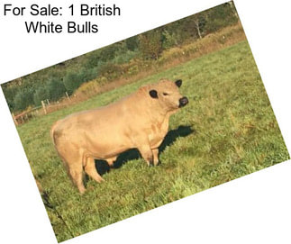 For Sale: 1 British White Bulls