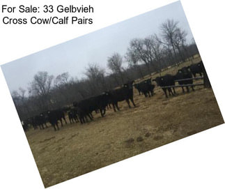 For Sale: 33 Gelbvieh Cross Cow/Calf Pairs