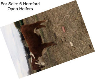 For Sale: 6 Hereford Open Heifers
