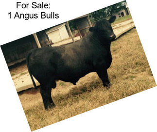 For Sale: 1 Angus Bulls