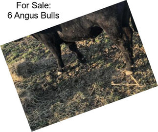 For Sale: 6 Angus Bulls