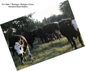 For Sale: 7 Brangus, Brangus Cross, Hereford Bred Heifers