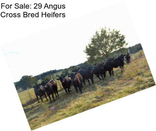 For Sale: 29 Angus Cross Bred Heifers