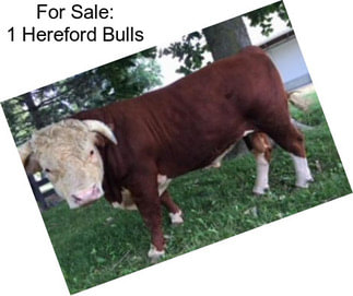 For Sale: 1 Hereford Bulls