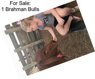 For Sale: 1 Brahman Bulls