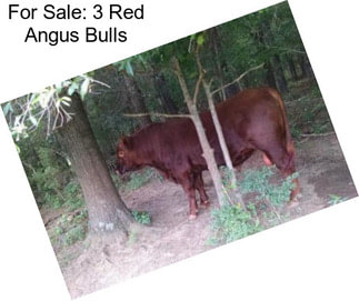 For Sale: 3 Red Angus Bulls