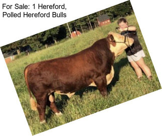 For Sale: 1 Hereford, Polled Hereford Bulls