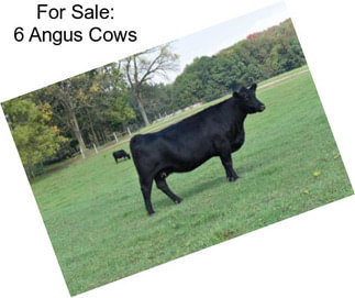 For Sale: 6 Angus Cows