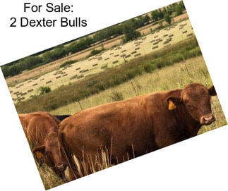 For Sale: 2 Dexter Bulls