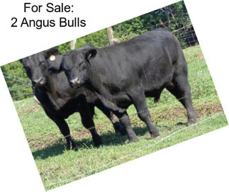 For Sale: 2 Angus Bulls