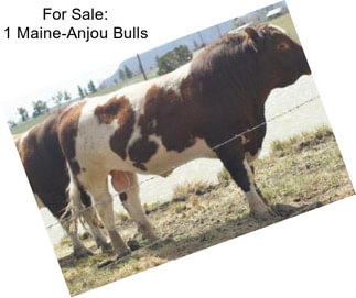 For Sale: 1 Maine-Anjou Bulls
