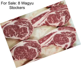 For Sale: 8 Wagyu Stockers