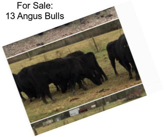 For Sale: 13 Angus Bulls