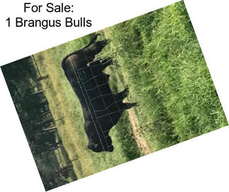 For Sale: 1 Brangus Bulls