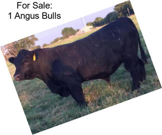 For Sale: 1 Angus Bulls