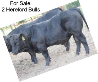 For Sale: 2 Hereford Bulls