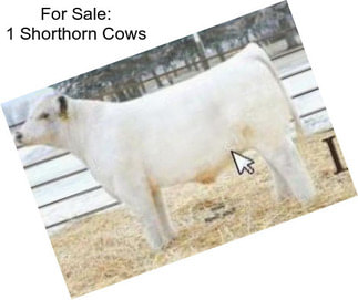 For Sale: 1 Shorthorn Cows