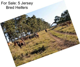 For Sale: 5 Jersey Bred Heifers