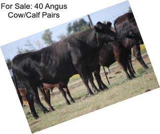 For Sale: 40 Angus Cow/Calf Pairs